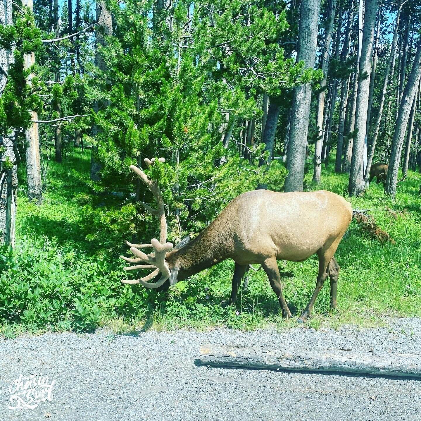 Day 2 Pic 13 Amazing 7 Day Wyoming Family Road Trip & National Parks Guide